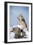 Grey Wolf (Timber Wolf) (Canis Lupis), Montana, United States of America, North America-Janette Hil-Framed Photographic Print