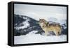 Grey Wolf (Timber Wolf) (Canis Lupis), Montana, United States of America, North America-Janette Hil-Framed Stretched Canvas