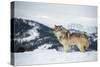 Grey Wolf (Timber Wolf) (Canis Lupis), Montana, United States of America, North America-Janette Hil-Stretched Canvas