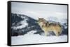 Grey Wolf (Timber Wolf) (Canis Lupis), Montana, United States of America, North America-Janette Hil-Framed Stretched Canvas