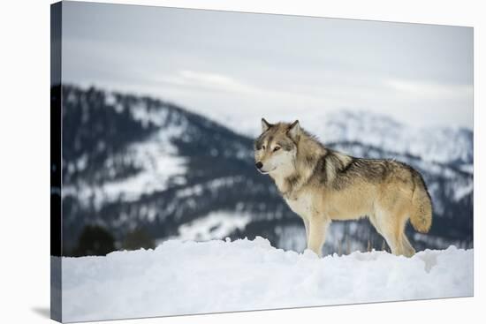 Grey Wolf (Timber Wolf) (Canis Lupis), Montana, United States of America, North America-Janette Hil-Stretched Canvas