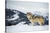 Grey Wolf (Timber Wolf) (Canis Lupis), Montana, United States of America, North America-Janette Hil-Stretched Canvas