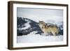 Grey Wolf (Timber Wolf) (Canis Lupis), Montana, United States of America, North America-Janette Hil-Framed Photographic Print