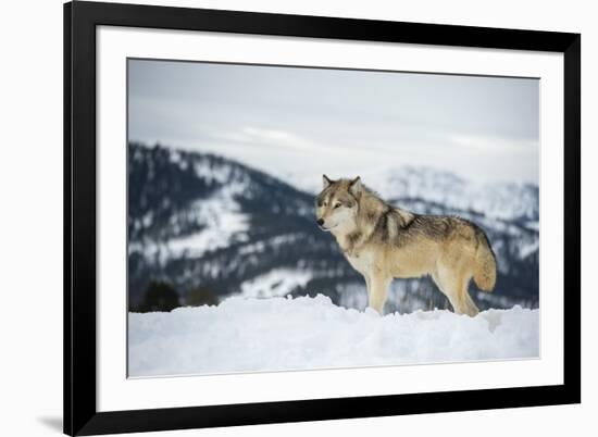 Grey Wolf (Timber Wolf) (Canis Lupis), Montana, United States of America, North America-Janette Hil-Framed Photographic Print
