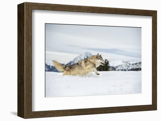 Grey Wolf (Timber Wolf) (Canis Lupis), Montana, United States of America, North America-Janette Hil-Framed Photographic Print