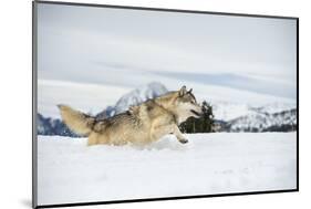 Grey Wolf (Timber Wolf) (Canis Lupis), Montana, United States of America, North America-Janette Hil-Mounted Photographic Print