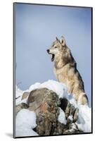 Grey Wolf (Timber Wolf) (Canis Lupis), Montana, United States of America, North America-Janette Hil-Mounted Photographic Print