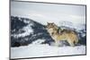 Grey Wolf (Timber Wolf) (Canis Lupis), Montana, United States of America, North America-Janette Hil-Mounted Photographic Print