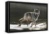 Grey Wolf Walking along the Kettle River-W. Perry Conway-Framed Stretched Canvas