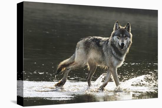 Grey Wolf Walking along the Kettle River-W. Perry Conway-Stretched Canvas