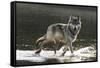 Grey Wolf Walking along the Kettle River-W. Perry Conway-Framed Stretched Canvas