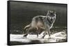 Grey Wolf Walking along the Kettle River-W. Perry Conway-Framed Stretched Canvas