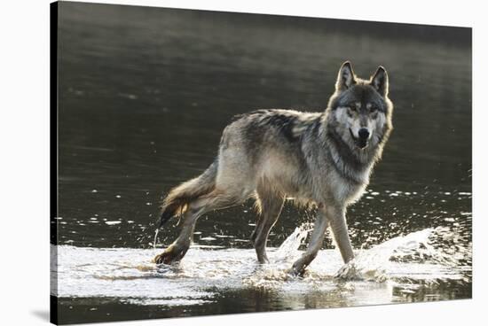 Grey Wolf Walking along the Kettle River-W. Perry Conway-Stretched Canvas