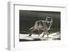 Grey Wolf Walking along the Kettle River-W. Perry Conway-Framed Premium Photographic Print