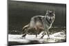 Grey Wolf Walking along the Kettle River-W. Perry Conway-Mounted Premium Photographic Print