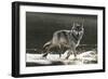 Grey Wolf Walking along the Kettle River-W. Perry Conway-Framed Photographic Print