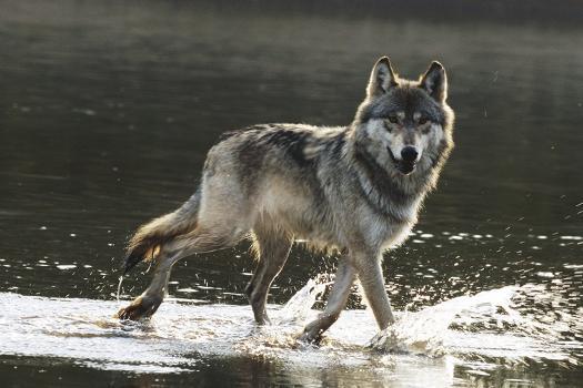 Grey Wolf Walking along the Kettle River' Photographic Print - W. Perry  Conway