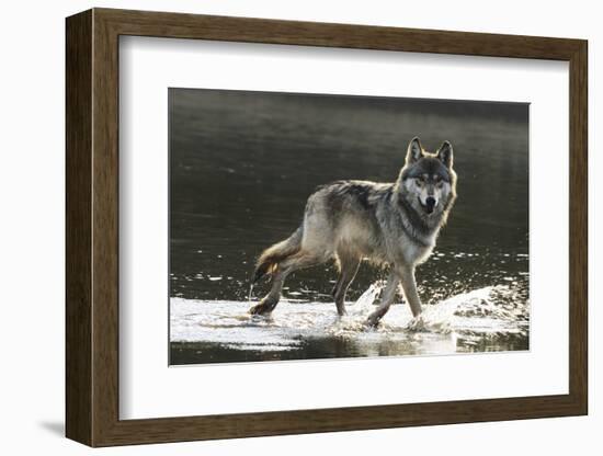 Grey Wolf Walking along the Kettle River-W. Perry Conway-Framed Photographic Print