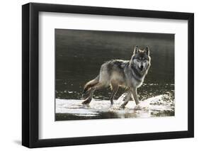 Grey Wolf Walking along the Kettle River-W. Perry Conway-Framed Photographic Print