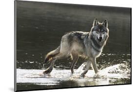 Grey Wolf Walking along the Kettle River-W. Perry Conway-Mounted Photographic Print