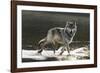 Grey Wolf Walking along the Kettle River-W. Perry Conway-Framed Photographic Print