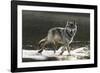 Grey Wolf Walking along the Kettle River-W. Perry Conway-Framed Photographic Print