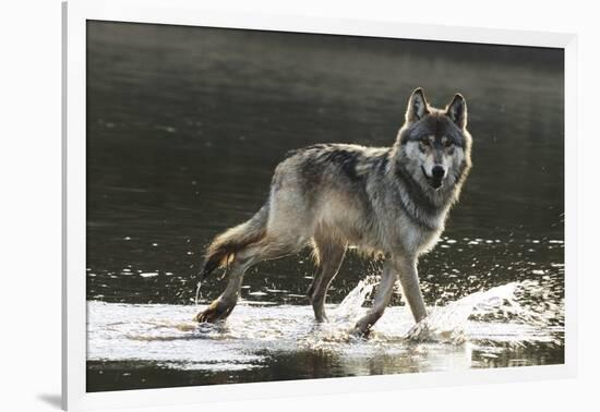 Grey Wolf Walking along the Kettle River-W. Perry Conway-Framed Photographic Print