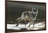 Grey Wolf Walking along the Kettle River-W. Perry Conway-Framed Photographic Print