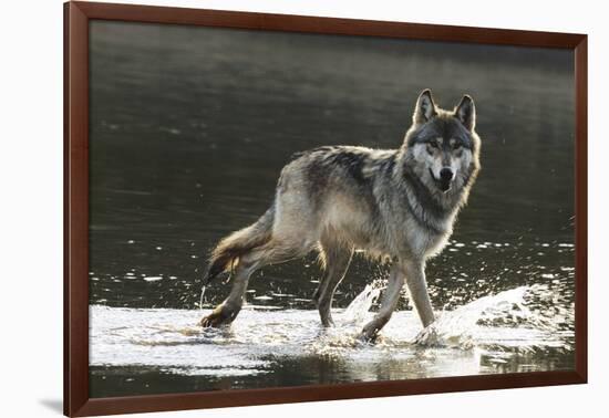 Grey Wolf Walking along the Kettle River-W. Perry Conway-Framed Photographic Print