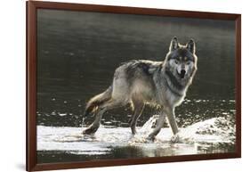 Grey Wolf Walking along the Kettle River-W. Perry Conway-Framed Photographic Print