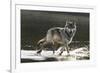 Grey Wolf Walking along the Kettle River-W. Perry Conway-Framed Photographic Print