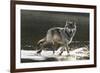 Grey Wolf Walking along the Kettle River-W. Perry Conway-Framed Photographic Print