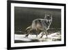 Grey Wolf Walking along the Kettle River-W. Perry Conway-Framed Photographic Print