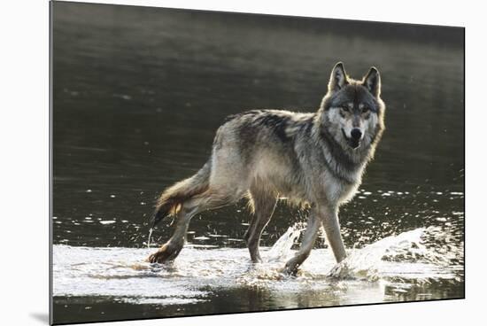 Grey Wolf Walking along the Kettle River-W. Perry Conway-Mounted Photographic Print