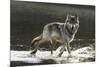 Grey Wolf Walking along the Kettle River-W. Perry Conway-Mounted Photographic Print