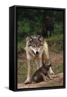 Grey Wolf with Pup-W^ Perry Conway-Framed Stretched Canvas