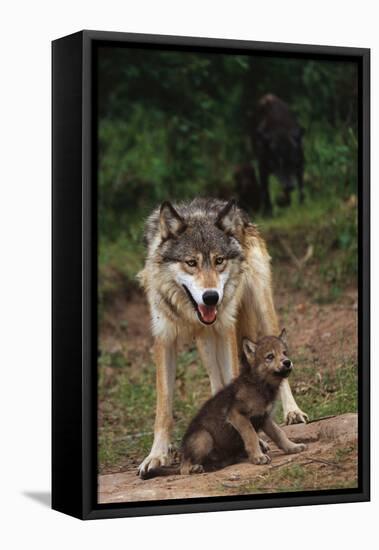 Grey Wolf with Pup-W^ Perry Conway-Framed Stretched Canvas