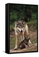 Grey Wolf with Pup-W^ Perry Conway-Framed Stretched Canvas