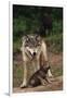 Grey Wolf with Pup-W^ Perry Conway-Framed Premium Photographic Print