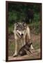 Grey Wolf with Pup-W^ Perry Conway-Framed Premium Photographic Print