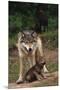 Grey Wolf with Pup-W^ Perry Conway-Mounted Premium Photographic Print