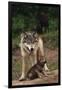 Grey Wolf with Pup-W^ Perry Conway-Framed Premium Photographic Print