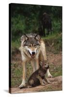 Grey Wolf with Pup-W^ Perry Conway-Stretched Canvas