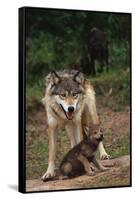 Grey Wolf with Pup-W^ Perry Conway-Framed Stretched Canvas