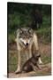 Grey Wolf with Pup-W^ Perry Conway-Stretched Canvas