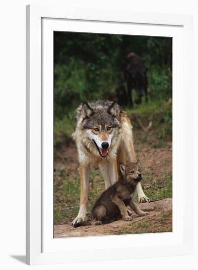 Grey Wolf with Pup-W^ Perry Conway-Framed Photographic Print