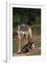 Grey Wolf with Pup-W^ Perry Conway-Framed Photographic Print