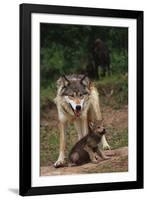 Grey Wolf with Pup-W^ Perry Conway-Framed Photographic Print