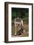 Grey Wolf with Pup-W^ Perry Conway-Framed Photographic Print