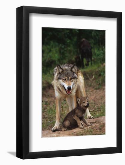 Grey Wolf with Pup-W^ Perry Conway-Framed Photographic Print